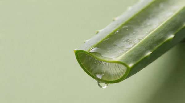 Aloe vera