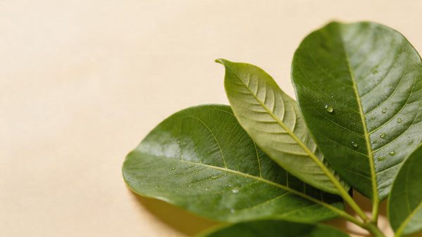 Guava leaf extract