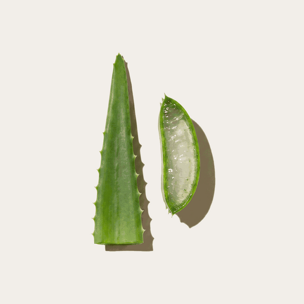 Aloe vera