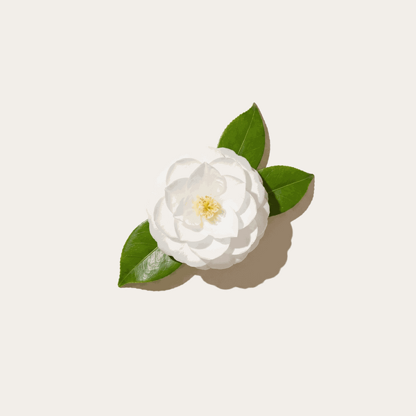 Camellia oil