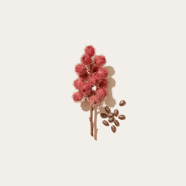 Argan + Castor Oil
