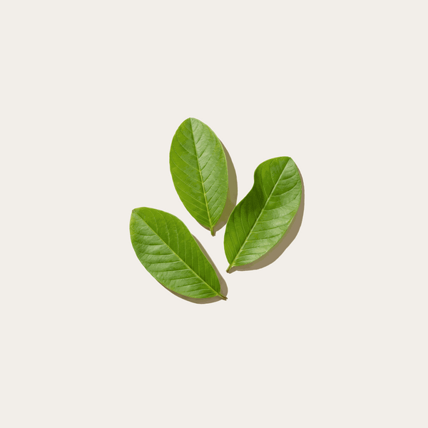 Guava leaf extract