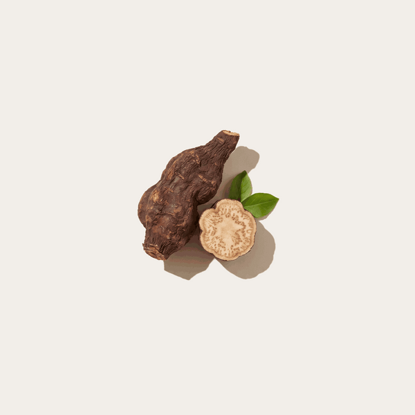 Fo-Ti root